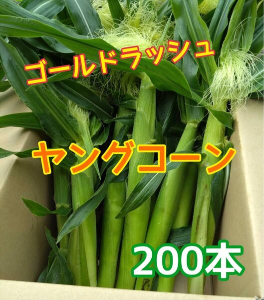 即日発送 新鮮朝採りヤングコーン200本 季節限定 ゴールドラッシュのベビーコーン