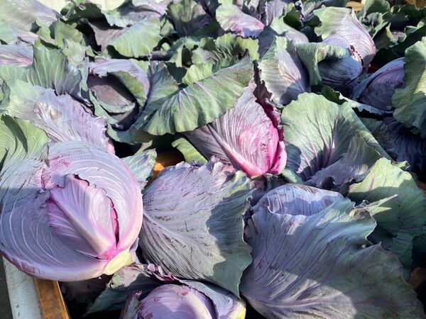 レッドキャベツ2玉 収穫日即日発送 採れたて 2個 産地直送 新鮮 紫キャベツ