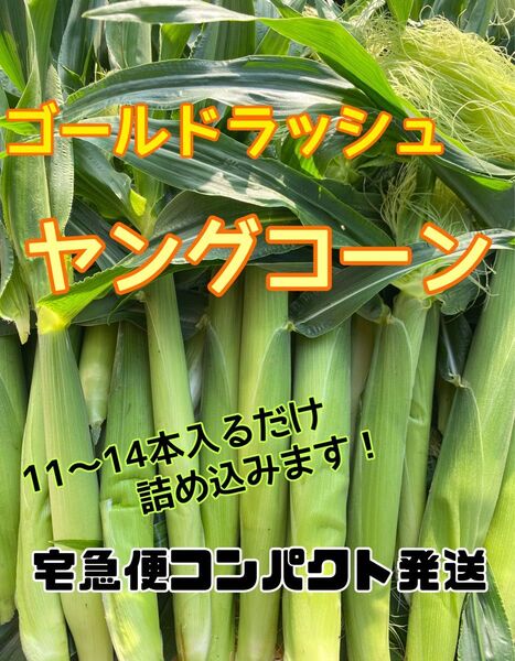収穫日即日発送 朝採り新鮮 ヤングコーン 季節限定 11〜14本 ベビーコーン コンパクト
