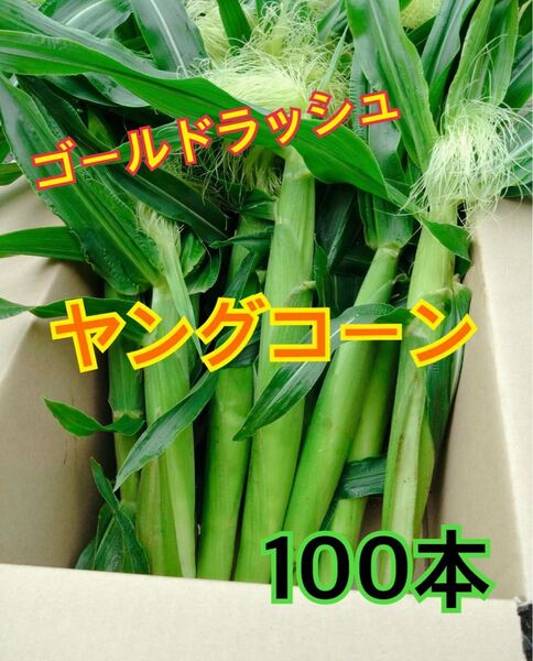即日発送 新鮮朝採り ヤングコーン100本 季節限定 ゴールドラッシュのベビーコーン 産地直送