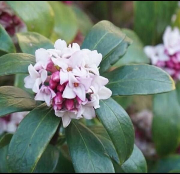沈丁花安心根付苗