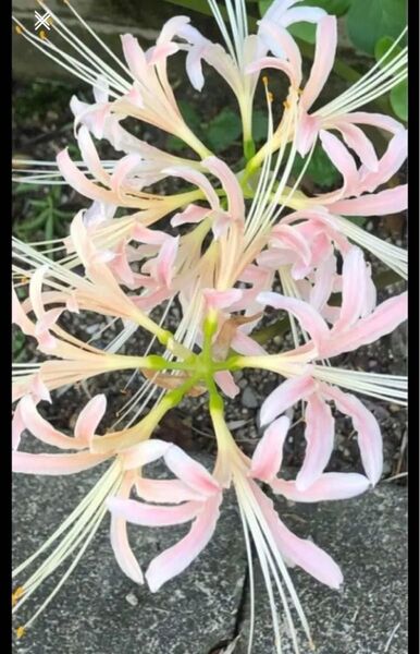 彼岸花リコリス球根
