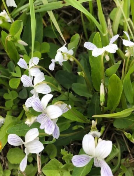 山野草すみれ抜き苗【タイムセール】