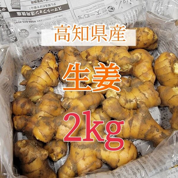 【2kg】囲生姜 高知県産