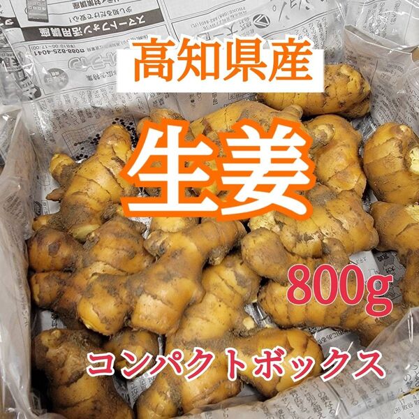 【800g】囲生姜 土付き 高知県産