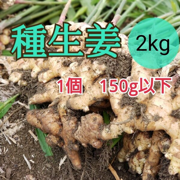 種用生姜SS 【2kg】高知県産