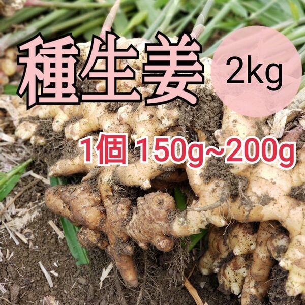 種用生姜S【2kg】高知県産