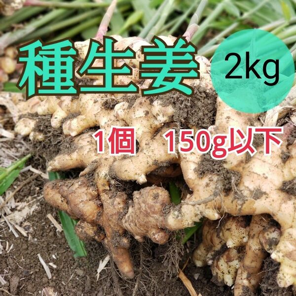 種用生姜SS 【2kg】高知県産