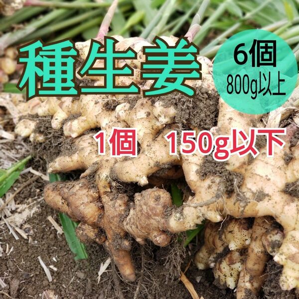 種用生姜SS 【6個】高知県産