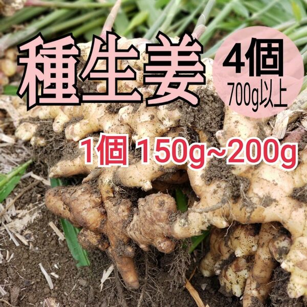 種用生姜S【4個】高知県産