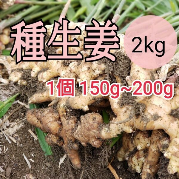 種用生姜S【2kg】高知県産