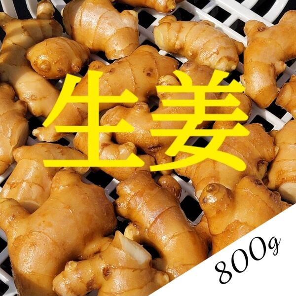 【800g】囲生姜 洗い 高知県産