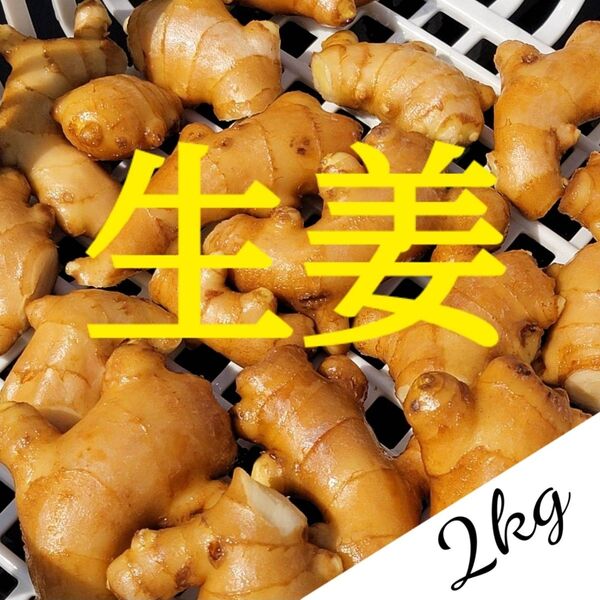 【2kg】囲生姜 洗い 高知県産