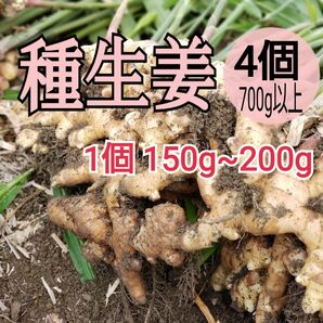 種用生姜S【4個】高知県産