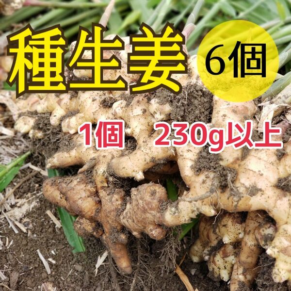 L種生姜【6個】高知県産