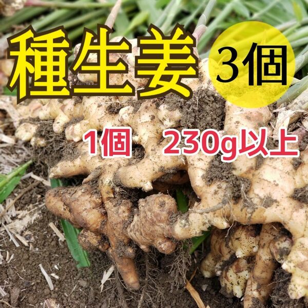 L種生姜【3個】高知県産