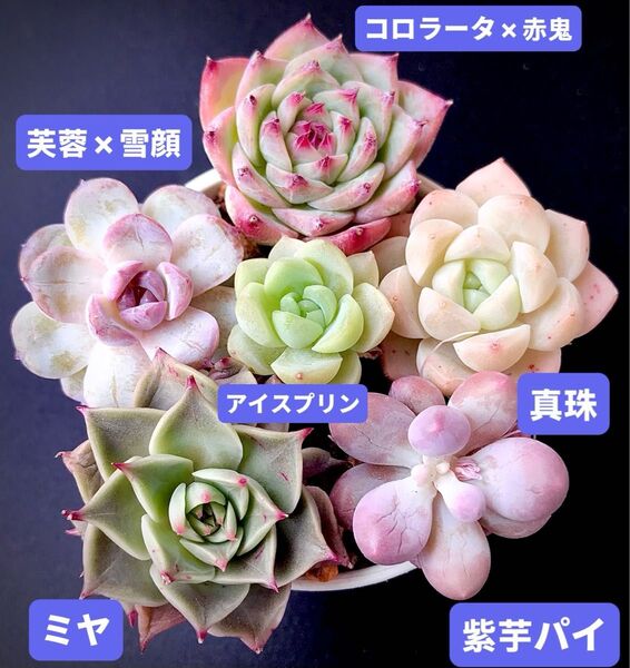 紅葉祭大特価★6苗1380円★韓国苗★コロラータ×赤鬼、真珠、芙蓉×雪顔、ミヤ等★レア種★可愛い紅葉超美苗★多肉植物★エケベリア