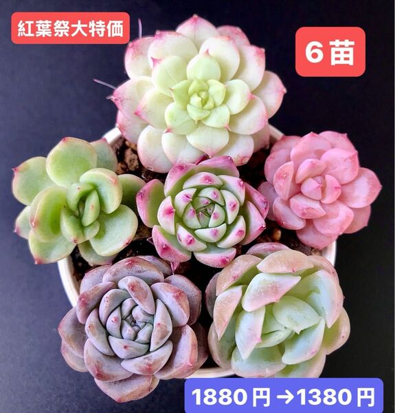 紅葉祭大特価★6苗1380円★韓国苗★春の桜、桜飴心、レモンベリー、水晶アップル等★レア種★可愛い紅葉超美苗★多肉植物★エケベリア