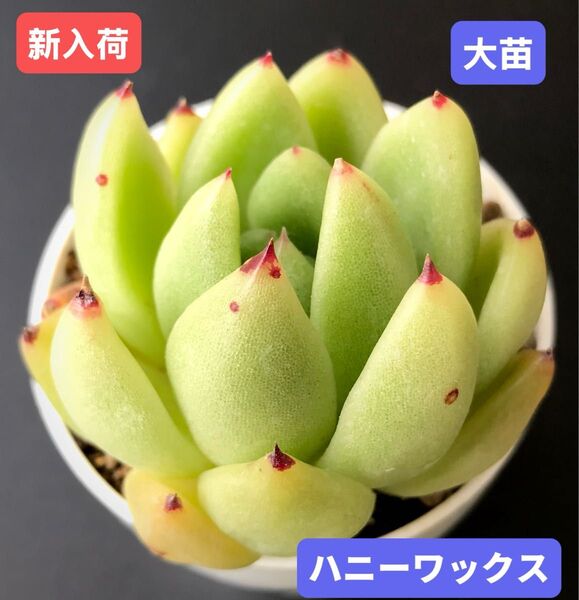 新入荷★韓国苗★ハニーワックス★レア種★可愛い紅葉大苗★超美苗★多肉植物★エケベリア