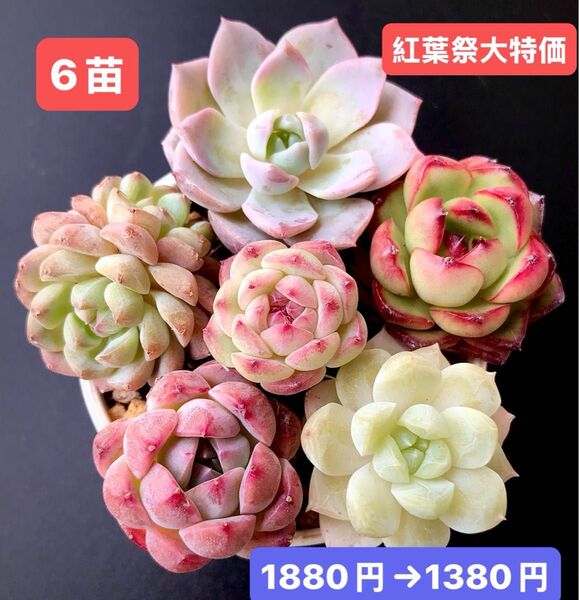紅葉祭大特価★6苗1380円★韓国苗★夢芙蓉、マルボロ、桜、ピンク真珠、桜の雪等★レア種★可愛い紅葉超美苗★多肉植物★エケベリア