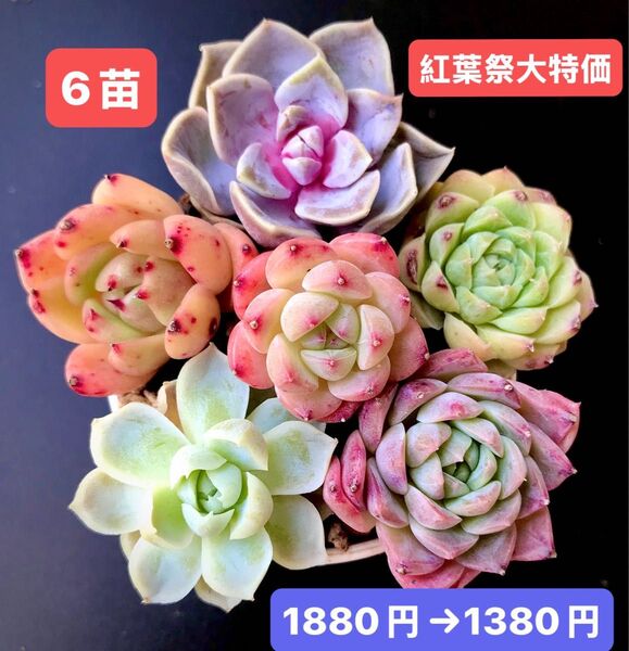紅葉祭大特価★6苗1380円★韓国苗★タイニーバーガー、桜、恩寵、白月影、緑薔薇等★レア種★可愛い紅葉超美苗★多肉植物★エケベリア
