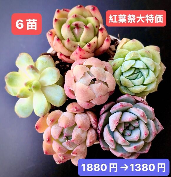 紅葉祭大特価★6苗1380円★韓国苗★レッドエッグ、アイスプリン、緑薔薇、桜ベリー等★レア種★可愛紅葉超美苗★多肉植物★エケベリア