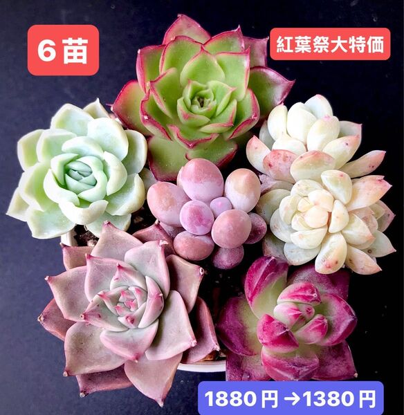紅葉祭大特価★6苗1380円★韓国苗★恋の焔、クリ-ム美人群生、紫芋パイ、ミヤ等★レア種★可愛い紅葉超美苗★多肉植物★エケベリア