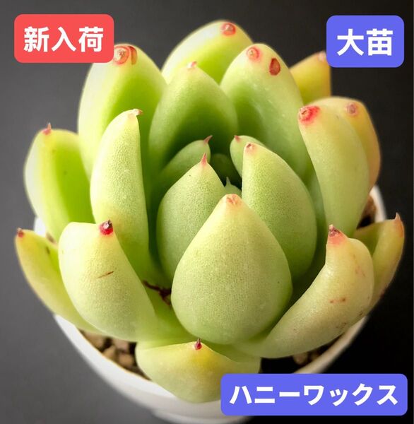 新入荷★韓国苗★ハニーワックス★レア種★可愛い紅葉大苗★超美苗★多肉植物★エケベリア