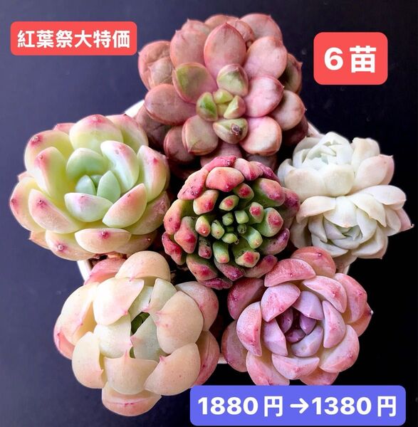 紅葉祭大特価★6苗1380円★韓国苗★紫葡萄、氷苺双頭、桜の桃、桜ベリー等★レア種★可愛い紅葉超美苗★多肉植物★エケベリア