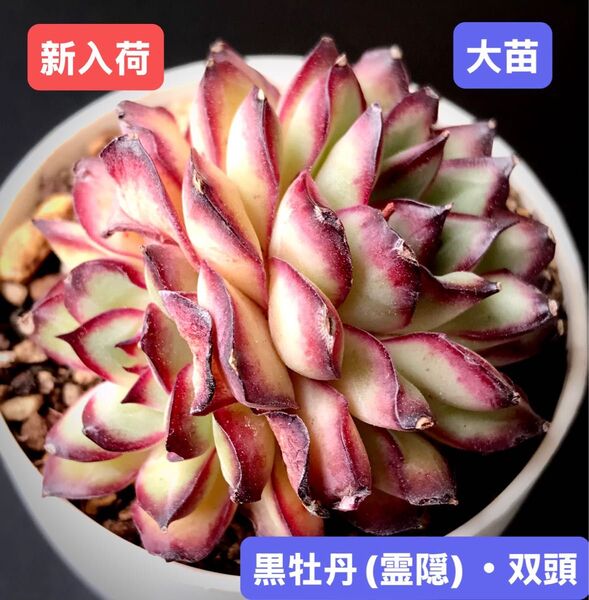 新入荷★韓国苗★黒牡丹(霊隠)・双頭★レア種★可愛い紅葉大苗★超美苗★多肉植物★エケベリア