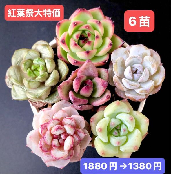 紅葉祭大特価★6苗1380円★韓国苗★ムーンストーン、雪顔、葡萄、苺ジャム等★レア種★可愛い紅葉超美苗★多肉植物★エケベリア