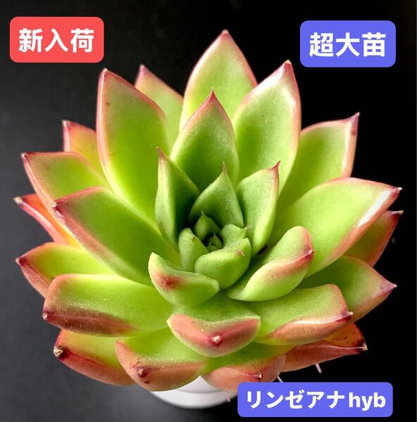 新入荷★韓国苗★リンゼアナhyb★レア種★可愛い紅葉超大苗★超美苗★多肉植物★エケベリア
