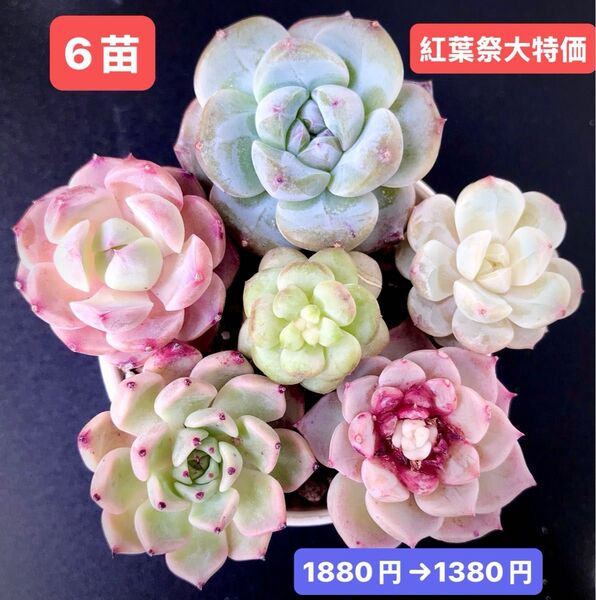 紅葉祭大特価★6苗1380円★韓国苗★ダイヤモンドモンロー、氷氷、桜飴心、葡萄等★レア種★可愛い紅葉超美苗★多肉植物★エケベリア