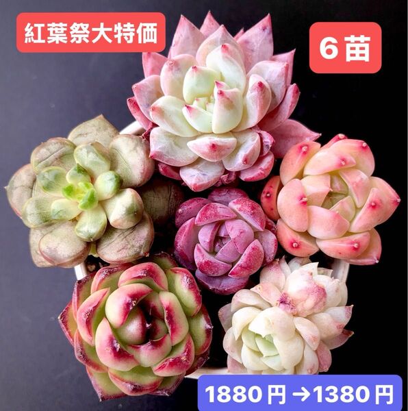 紅葉祭大特価★6苗1380円★韓国苗★ピンクブルーバード、桜の桃、紫真珠、マルボロ等★レア種★可愛紅葉超美苗★多肉植物★エケベリア