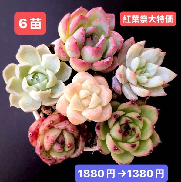 紅葉祭大特価★6苗1380円★韓国苗★月光女神、ヒューミリス、雪玉、レッドエッグ等★レア種★可愛い紅葉超美苗★多肉植物★エケベリア