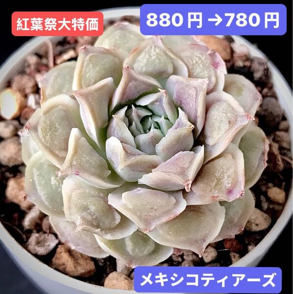 紅葉祭大特価★新入荷★韓国苗★メキシコティアーズ★可愛い紅葉大苗★超美苗★多肉植物★エケベリア