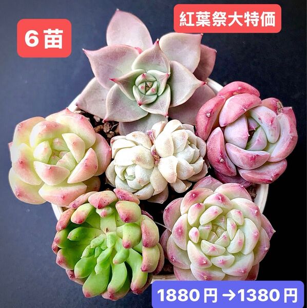紅葉祭大特価★6苗1380円★韓国苗★ミヤ、愛語、白水晶、クリームローズ、氷苺等★レア種★可愛い紅葉超美苗★多肉植物★エケベリア