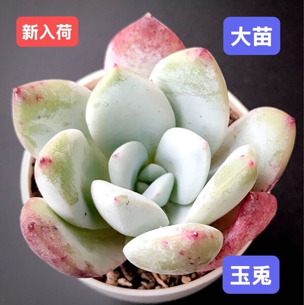 新入荷★韓国苗★玉兎★レア種★可愛い紅葉大苗★超美苗★多肉植物★エケベリア