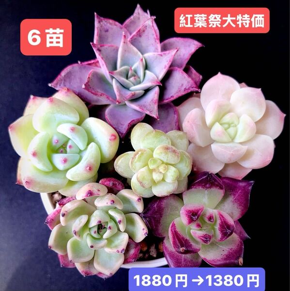 紅葉祭大特価★6苗1380円★韓国苗★ミヤ、桜飴心、桜の桃、葡萄、紗羅姫牡丹、ロビン★レア種★可愛紅葉超美苗★多肉植物★エケベリア