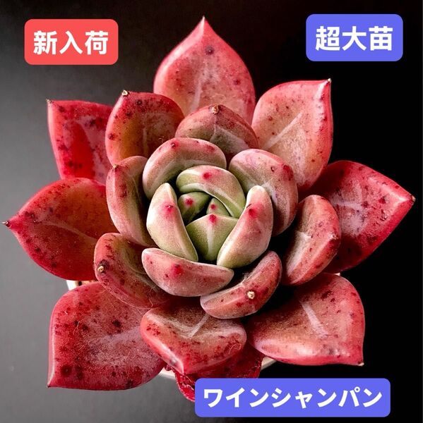 新入荷★韓国苗★ワインシャンパン★レア種★可愛い紅葉超大苗★超美苗★多肉植物★エケベリア