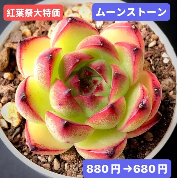 紅葉祭大特価★新入荷★韓国苗★ムーンストーン★可愛い紅葉大苗★超美苗★多肉植物★エケベリア