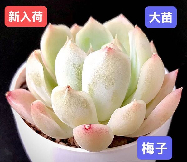 新入荷★韓国苗★梅子★レア種★可愛い紅葉大苗★超美苗★多肉植物★エケベリア