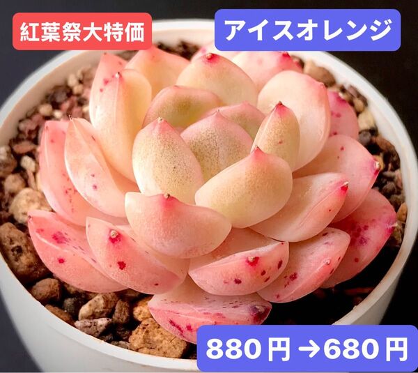 紅葉祭大特価★新入荷★韓国苗★アイスオレンジ★可愛い紅葉大苗★超美苗★多肉植物★エケベリア