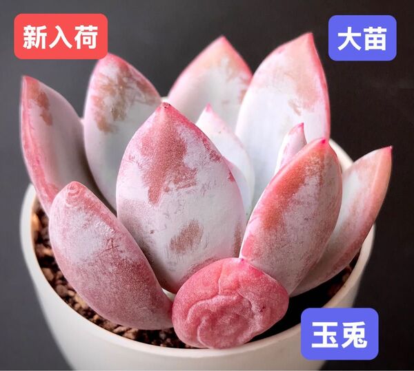 新入荷★韓国苗★玉兎★レア種★可愛い紅葉大苗★超美苗★多肉植物★エケベリア