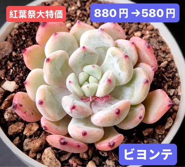 紅葉祭大特価★新入荷★韓国苗★ビヨンテ★可愛い紅葉超美苗★多肉植物★エケベリア