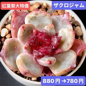 紅葉祭大特価★新入荷★韓国苗★ザクロジャム★可愛い紅葉大苗★超美苗★多肉植物★エケベリア