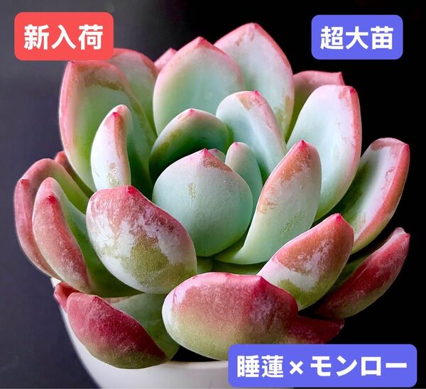 新入荷★韓国苗★睡蓮×モンロー★レア種★可愛い紅葉超大苗★超美苗★多肉植物★エケベリア
