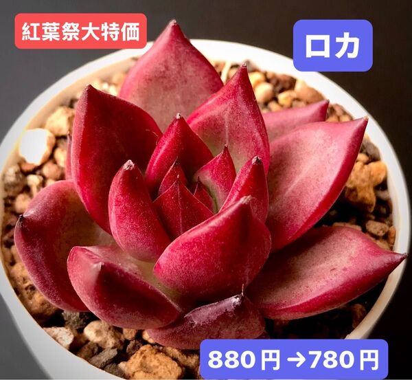 紅葉祭大特価★新入荷★韓国苗★ロカ★可愛い紅葉大苗★超美苗★多肉植物★エケベリア