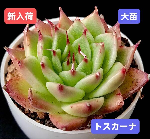 新入荷★韓国苗★トスカーナ★レア種★可愛い紅葉大苗★超美苗★多肉植物★エケベリア
