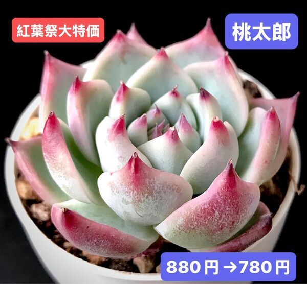 紅葉祭大特価★新入荷★韓国苗★桃太郎★可愛い紅葉大苗★超美苗★多肉植物★エケベリア